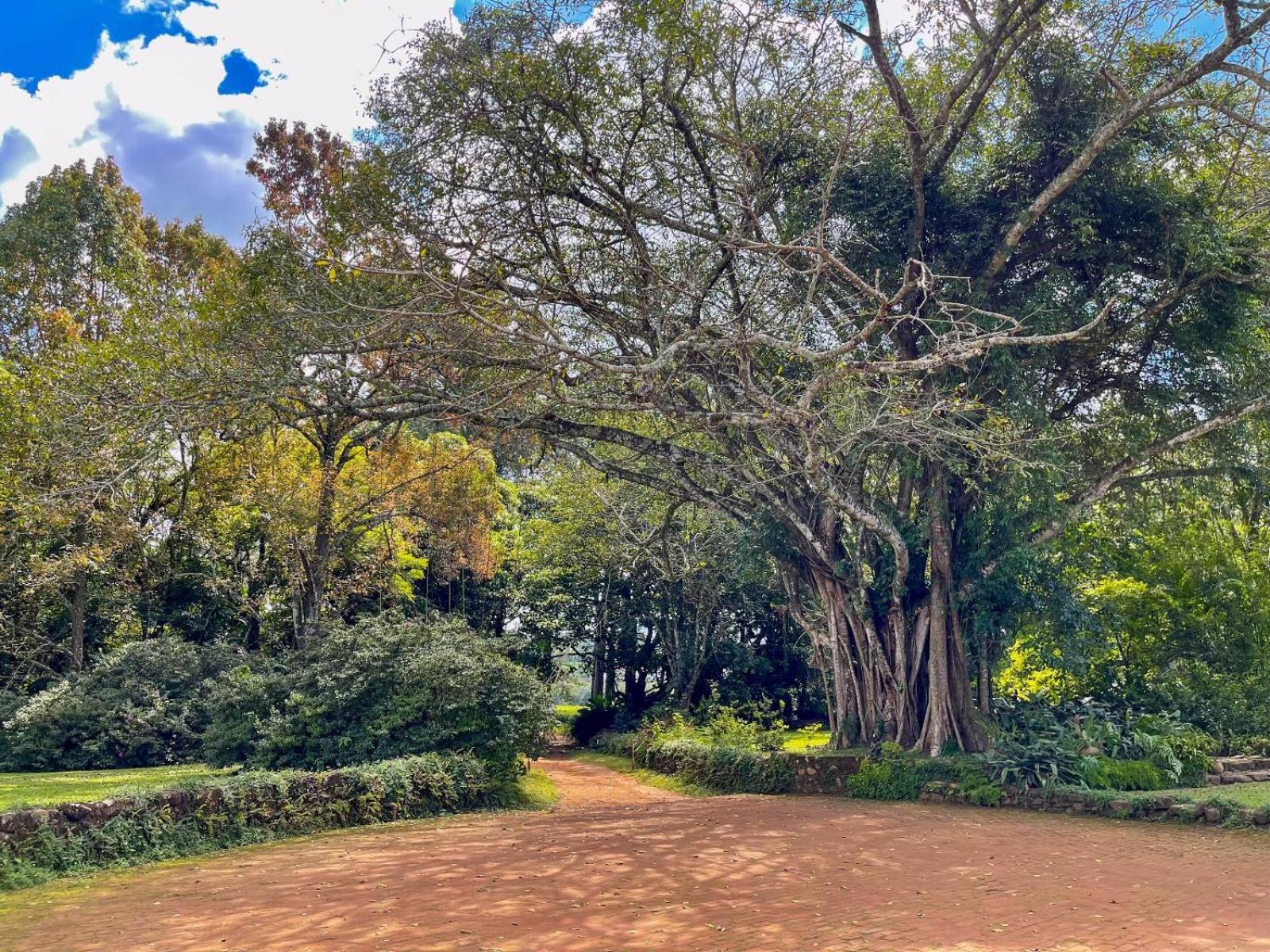 Huntingdon House And Chawani Bungalow Thyolo ภายนอก รูปภาพ